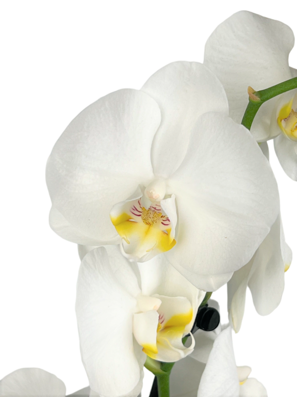 white orchid plant