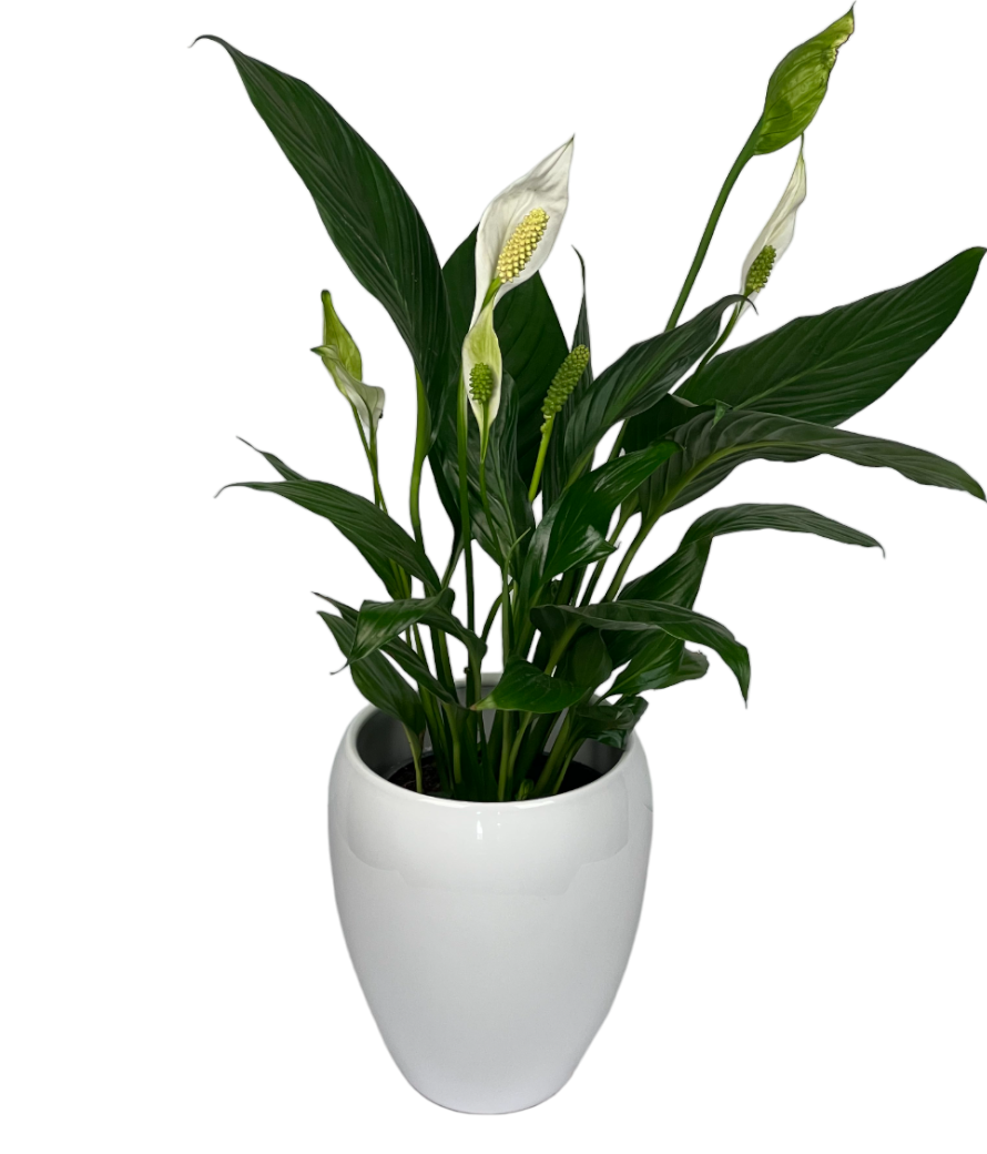 large peace lily plant