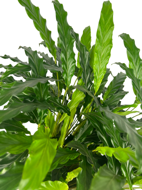 Furry Feather Calathea Plant