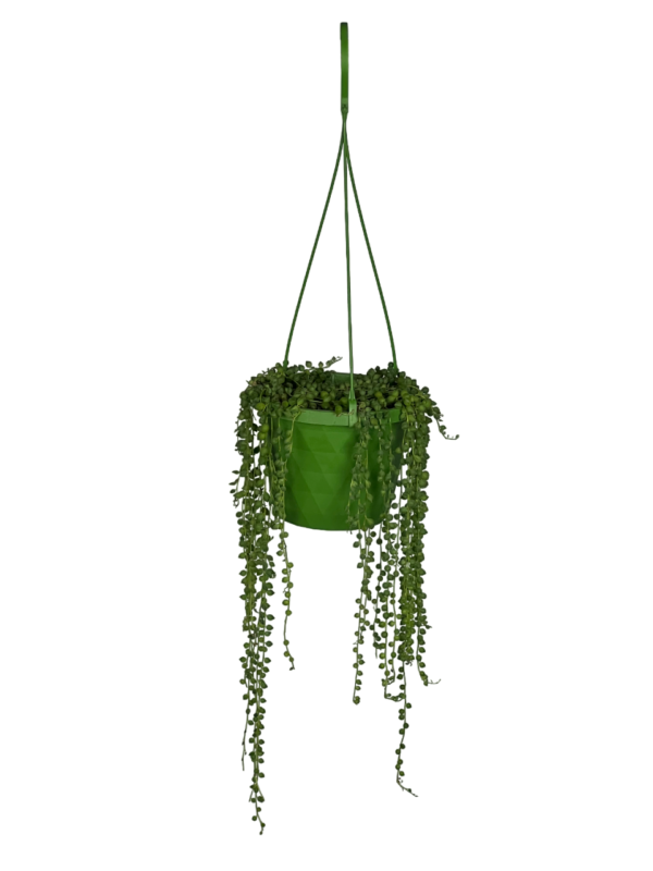 String Of Pearls Hanging Plant