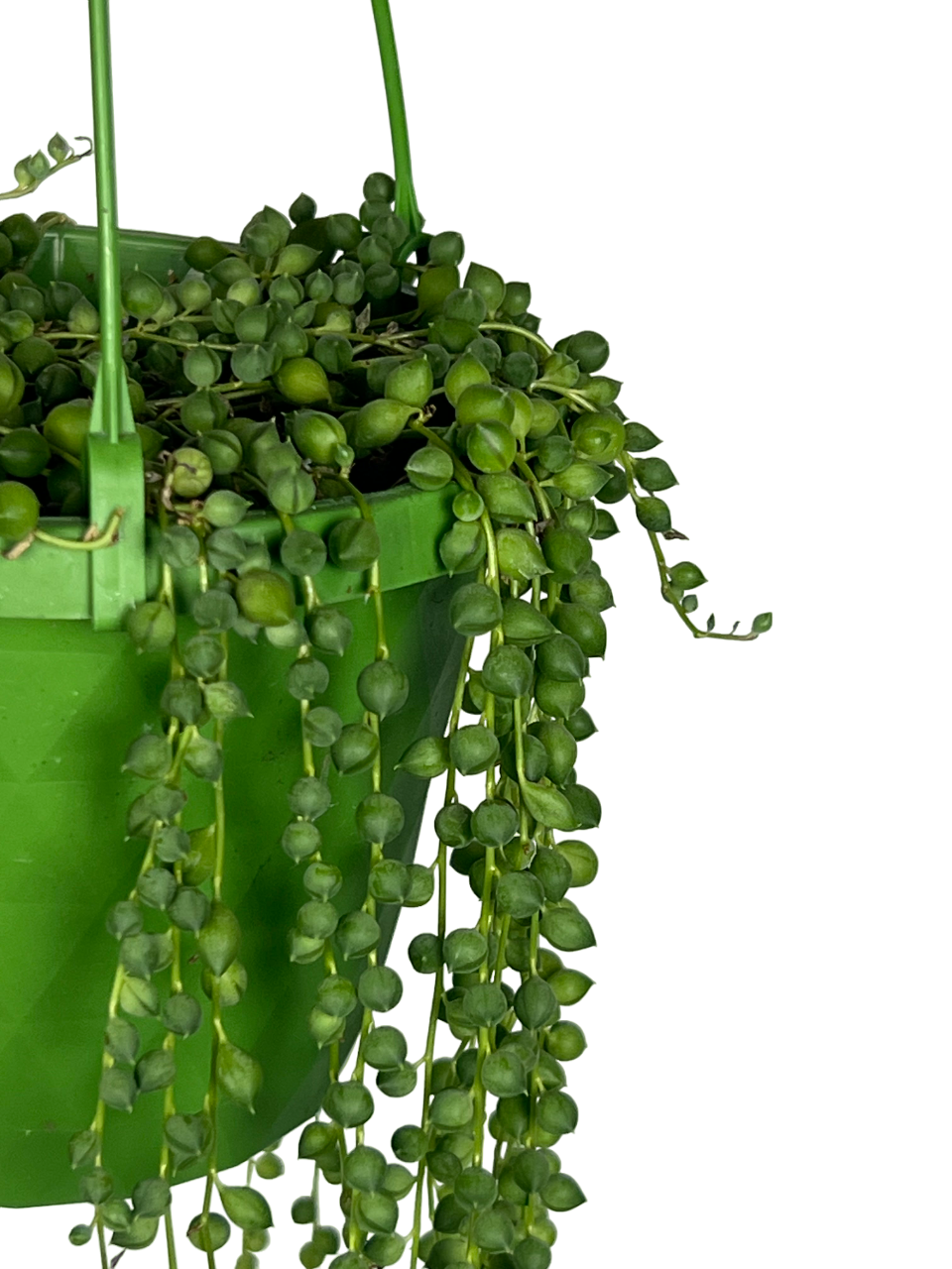 String Of Pearls Hanging Plant