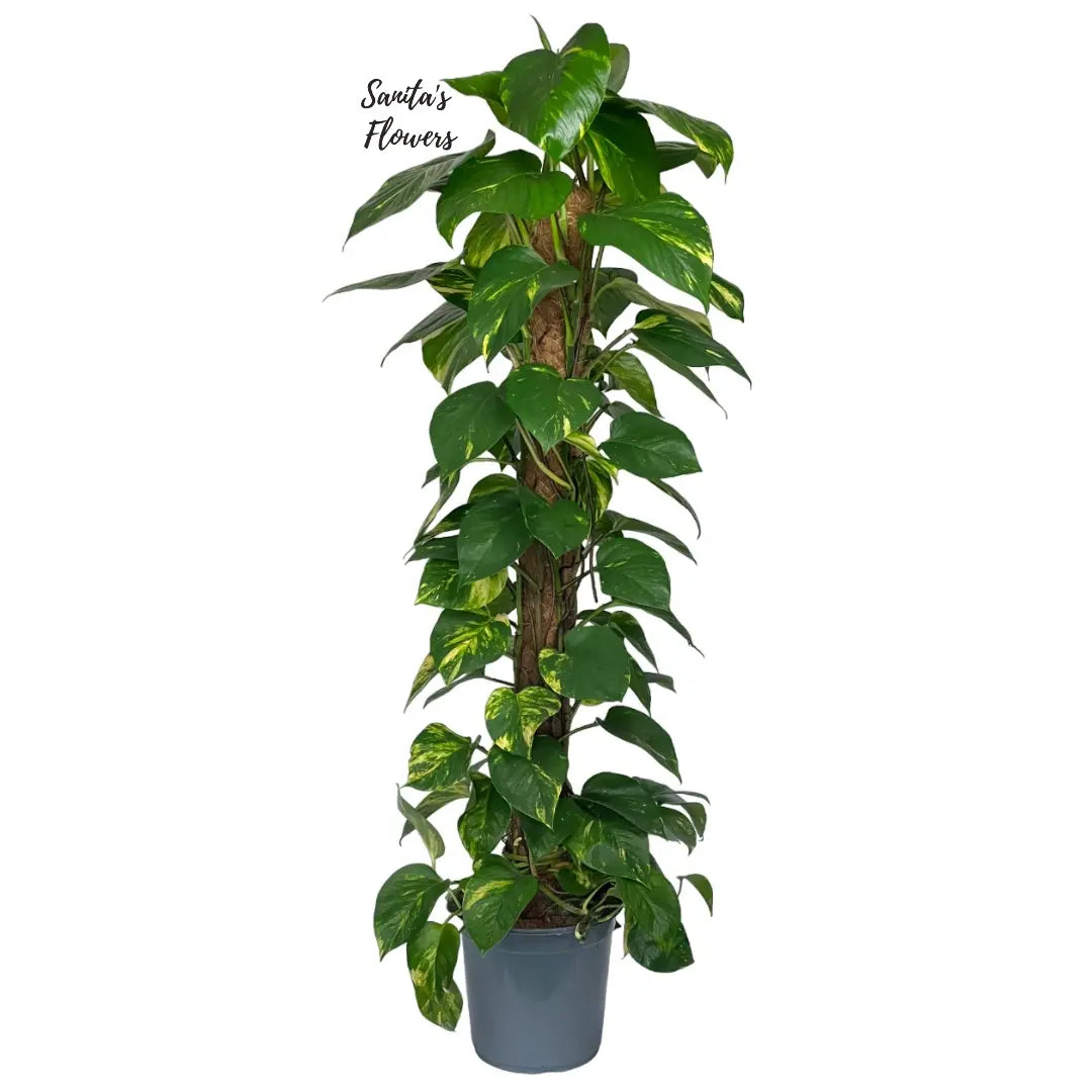 Heartleaf Philodendron Scandens Plant