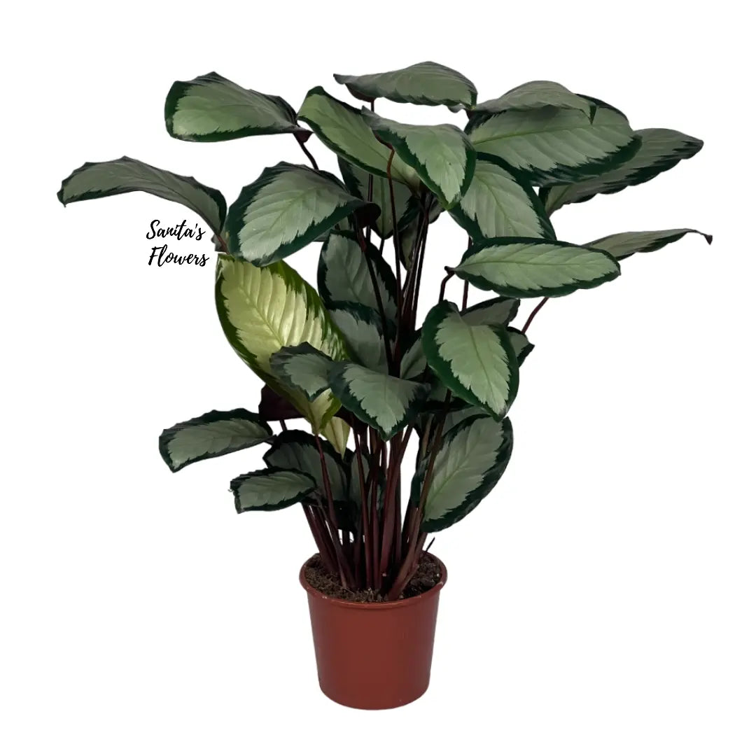 Jungle Rose Calathea
