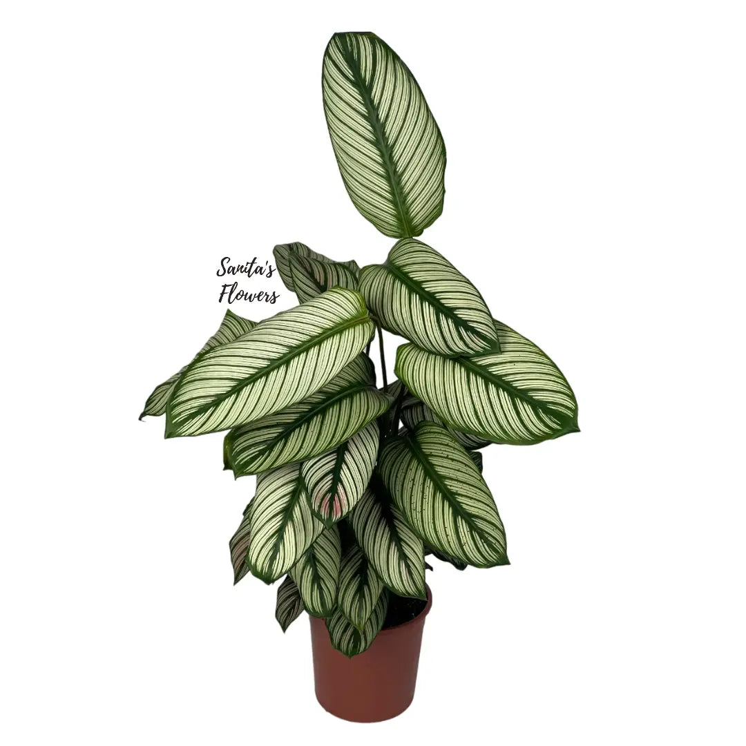 white star prayer plant Majestic Prayer Calathea Plant