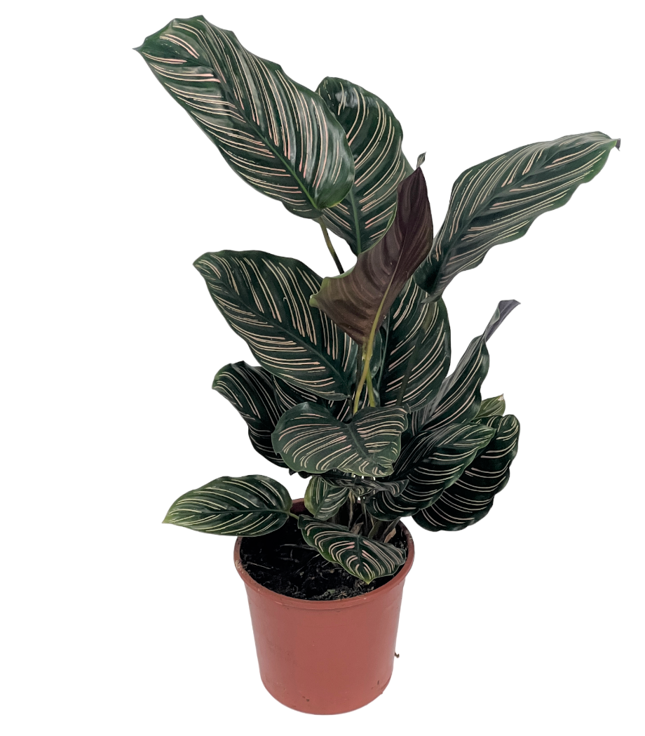 Calathea Plant