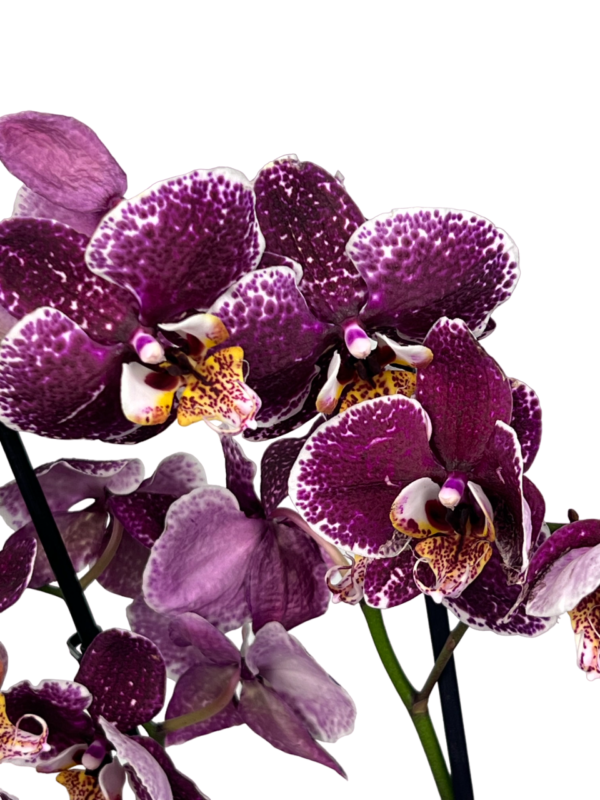 large orchid plant