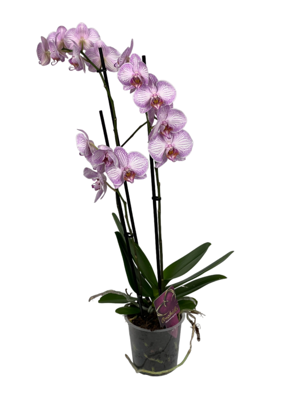 orchid plant real