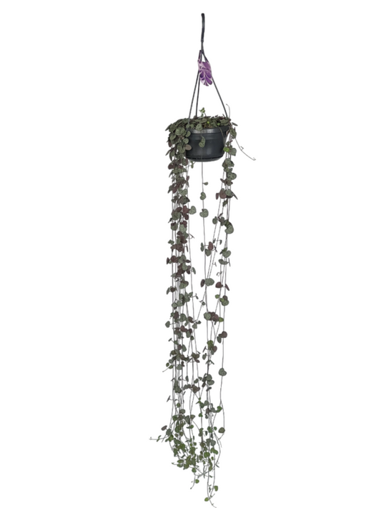 hanging hearts plant